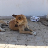 Telegram profile photo for كلاب سائبة وشخصيات خائبة
