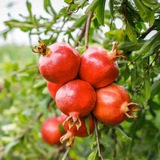Telegram profile photo for خوردنی های🍎🍏 مفید