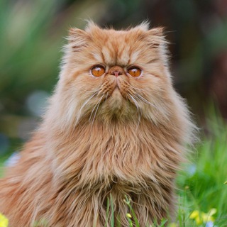 Telegram profile photo for Constantin