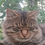 Telegram profile photo for Пармен