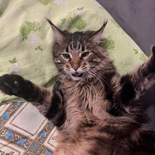 Telegram profile photo for masechka