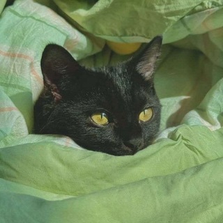 Telegram profile photo for سوشیانت