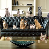 Telegram profile photo for 🛋Диванная экспертиза🛋