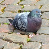 Telegram profile photo for EUTIN STEHT AUF