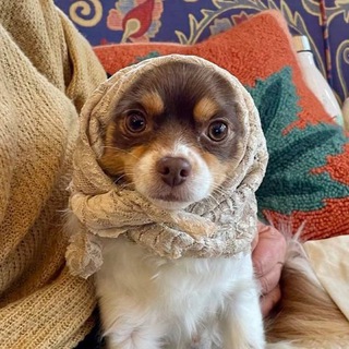 Telegram group profile photo for $PIP - Jim Cramer's Dog