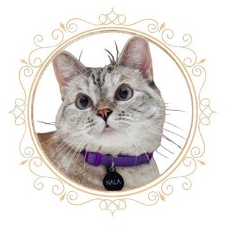 Telegram group profile photo for Nala Cat Official