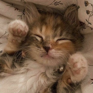 Telegram profile photo for Котята