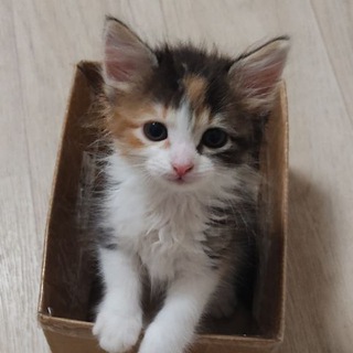 Telegram profile photo for Кошка Люся