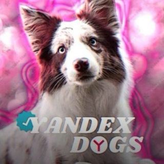 Telegram profile photo for Yandex dogs