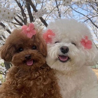 Telegram group profile photo for СОБАКИ | Чаты по породам