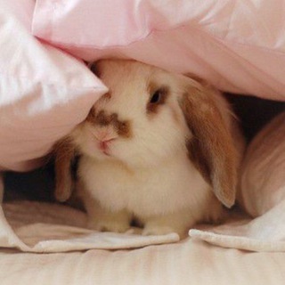 Telegram profile photo for мяошка🍓