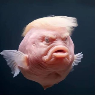 Telegram profile photo for Сотка на лудку