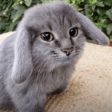 Telegram profile photo for выгнали из мурина гэнг