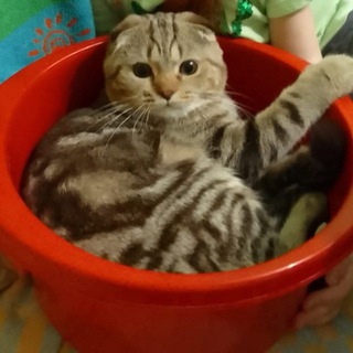 Telegram profile photo for Играть мафию, уно, крокодил, города, викторину, сновидения. Чат для общения. Поиск друзей. Го в мафию, хочу мафию, стикеры,актив