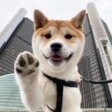 Telegram profile photo for Sayonara さよなら