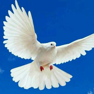 Telegram profile photo for 🕊Osmondagi orzular🕊
