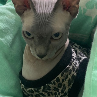 Telegram profile photo for прайс гороскопа