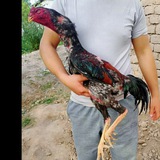 Telegram profile photo for Surxondaryo dakanlari