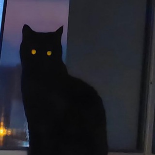 Telegram profile photo for Животные с лазерными глазами