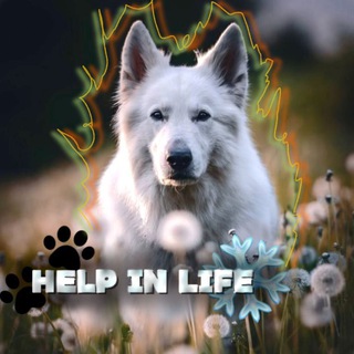 Telegram profile photo for Помощь от Блошки🐕