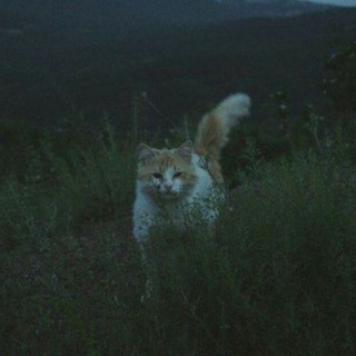 Telegram profile photo for l'usha