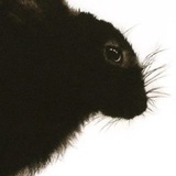 Telegram profile photo for Lady Chevreuse