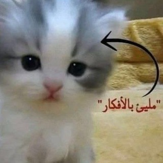 Telegram profile photo for Мемы на арабском // ميمزات بالعربية