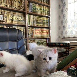 Telegram profile photo for │ The Quran │ المُوحِّدة