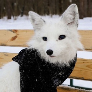 Telegram profile photo for • Kaori-san