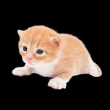Telegram profile photo for The $gary Fair Launch