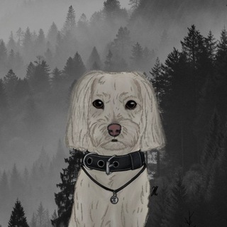 Telegram profile photo for 🐾TEDDY MALTESE🐾