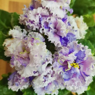 Telegram profile photo for Калейдоскоп фиалок🌺Фиалки- Казань