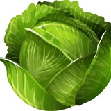 Telegram profile photo for Crypto KAPUSTA