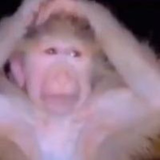 Telegram group profile photo for MONKY ALPHA