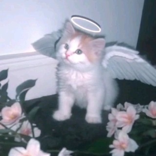 Telegram profile photo for soulless diary