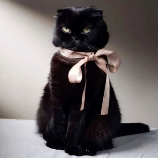 Telegram profile photo for la petit chaton