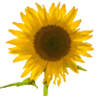 Telegram group profile photo for Selbstfürsorge mit 🧘♀️Yoga 🍵 Ernährung 🍀 Naturheilkunde - #SelbstHeilWeg