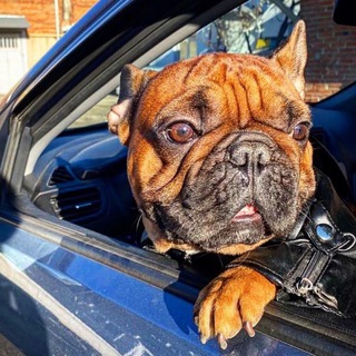 Telegram profile photo for Француз Честер