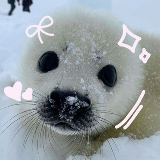Telegram profile photo for НАБОР АДМИНОВ. • ⊹ / Seals confession \ ⊹ • .