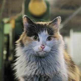 Telegram profile photo for коты ишачат на заводе