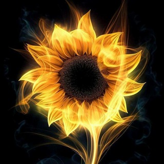 Telegram group profile photo for Вексельный sunflawer