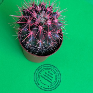 Telegram profile photo for ЗЕЛЕНЫЕ НАСАЖДЕНИЯ🌿УССУРИЙСК