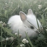 Telegram profile photo for last whisper of despair (новелла)