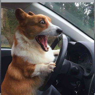 Telegram profile photo for 缅北轮奸禽兽
