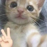Telegram profile photo for archive @Loubipie