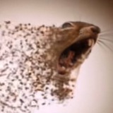 Telegram profile photo for Персы тут