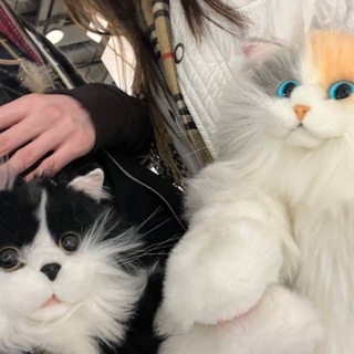 Telegram profile photo for Just Kitten