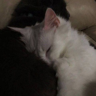 Telegram profile photo for скэриэл(!!!)