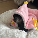 Telegram profile photo for Шкодная собака Луна