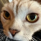 Telegram profile photo for Соплежуй13